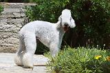 BEDLINGTON TERRIER 015